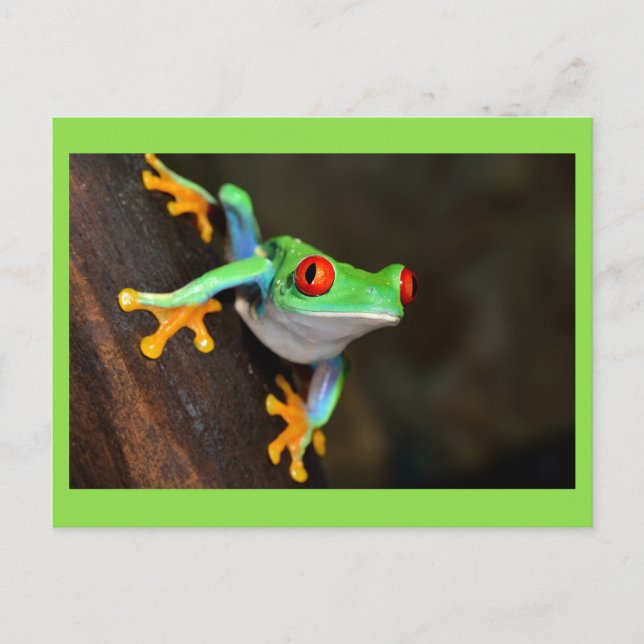 Grüner Frosch Postkarte (Vorderseite)