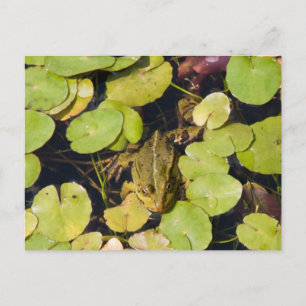 Grüner Frosch Postkarte