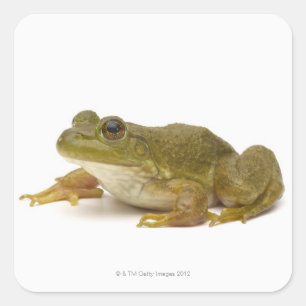 Grüner Frosch Quadratischer Aufkleber