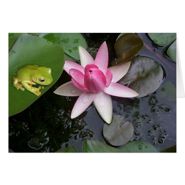 Grüner Frosch und Rosa lilly (Vorderseite (Horizontal))