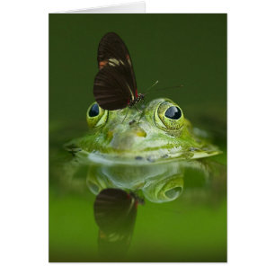 Grüner Frosch und Schmetterling
