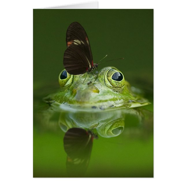 Grüner Frosch und Schmetterling (Vorne)