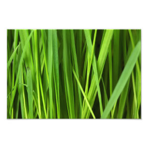 Grüner Gras Hintergrund Fotodruck