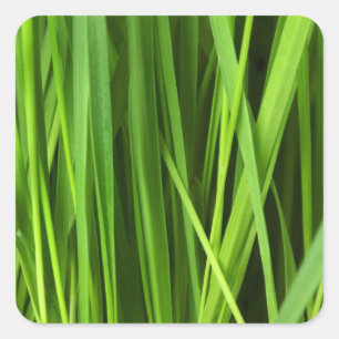 Grüner Gras Hintergrund Quadratischer Aufkleber