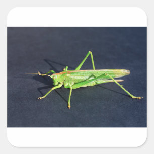 Grüner Grasshopper sitzend auf schwarzem Hintergru Quadratischer Aufkleber