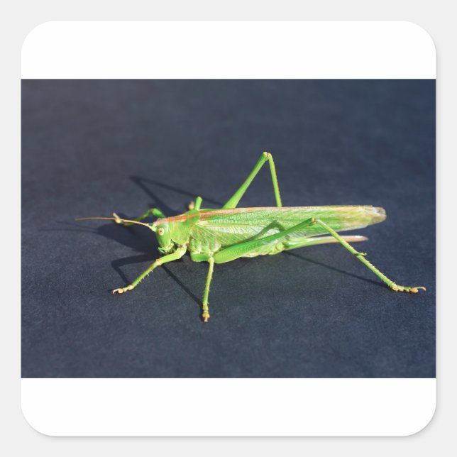 Grüner Grasshopper sitzend auf schwarzem Hintergru Quadratischer Aufkleber (Vorderseite)
