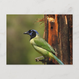 Grüner Häher Farbiger Vogelfotografie Postkarte