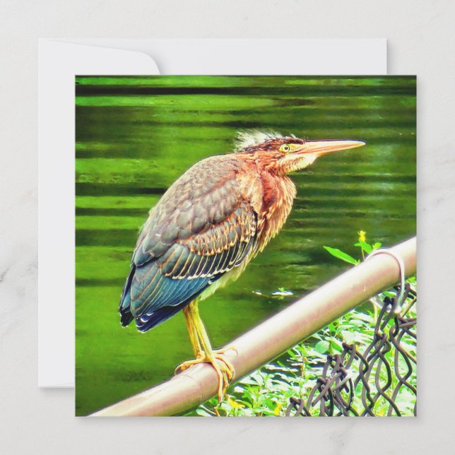 Grüner Held (Vorderseite)