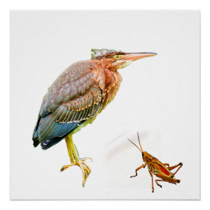 Grüner Held und Grasshopper Poster