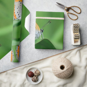 Grüner Hintergrund & gelber,weißer Schmetterling & Geschenkpapier