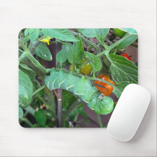 Grüner Hornwurm auf einer Tomatennische-Pflanze Mousepad