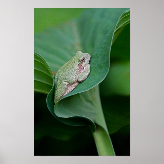 Grüner Hosta-Blatt und Frosch Poster (Vorne)