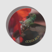 Grüner Hummingvogel auf Blume Kust. Auto Magnet