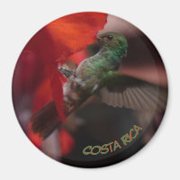 Grüner Hummingvogel auf Orange Blume Kust. Magnet