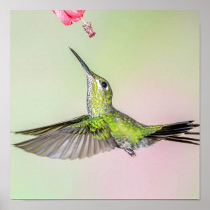 Grüner Hummingvogel fliegt gut Poster