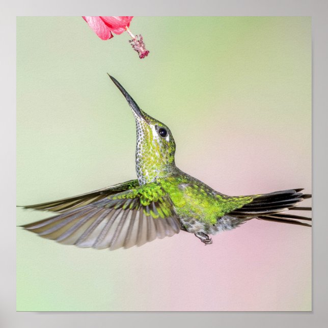 Grüner Hummingvogel fliegt gut Poster (Vorne)