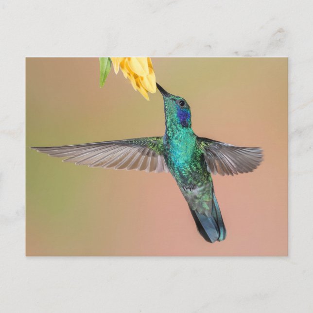 Grüner Hummingvogel fliegt zu einer gelben Blume Postkarte (Vorderseite)