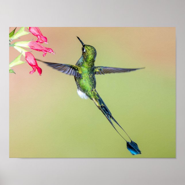 Grüner Hummingvogel mit langen Schwänzen Poster (Vorne)