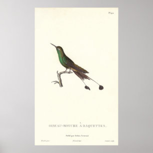 Grüner Humminvogel aus der Antike Poster
