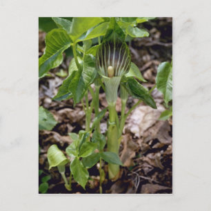Grüner Jack-in-the-Pulpit (Arisaema Atrorubens Var Postkarte