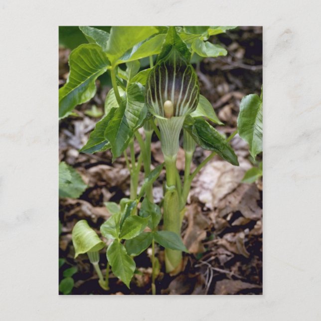Grüner Jack-in-the-Pulpit (Arisaema Atrorubens Var Postkarte (Vorderseite)