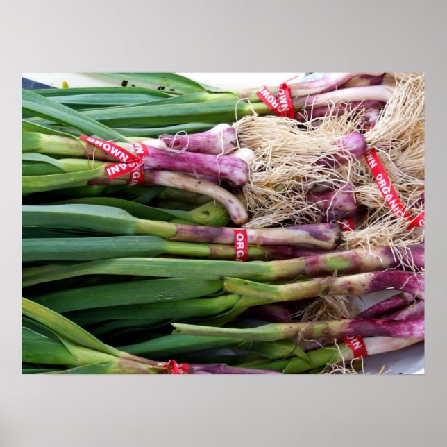 Grüner Knoblauch Poster (Vorne)