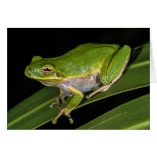 Grüner Laubfrosch (Hyla cinerea) 2