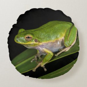 Grüner Laubfrosch (Hyla cinerea) 2 Rundes Kissen