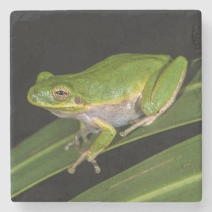 Grüner Laubfrosch (Hyla cinerea) 2 Steinuntersetzer