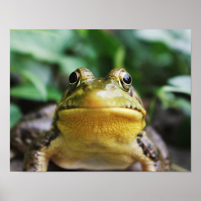 Grüner Laubfrosch Nahaufnahme Poster (Vorne)