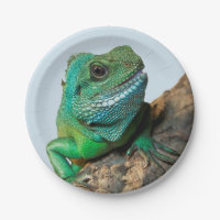 Grüner Leguan