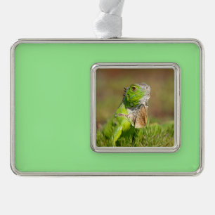 Grüner Leguan Portrait Reptilien-Fotografie Rahmen-Ornament Silber