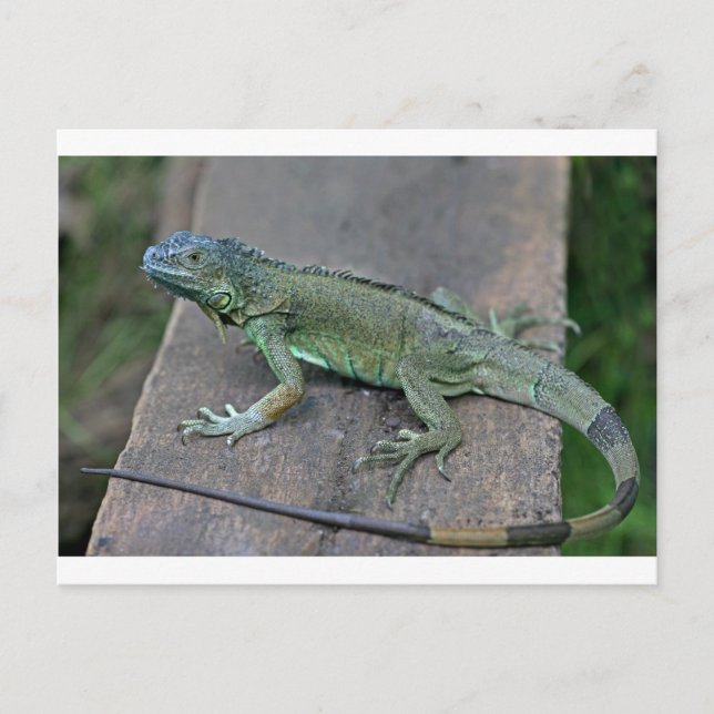 Grüner Leguan Postkarte (Vorderseite)