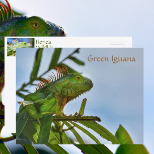 Grüner Leguan-Reptil in freier Wildbahn Fotografis Postkarte
