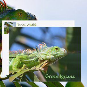 Grüner Leguan Reptil Wildlife-Fotografie Postkarte