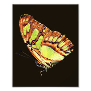 Grüner Malachitenschmetterling mit Naher Spitze 8x Fotodruck