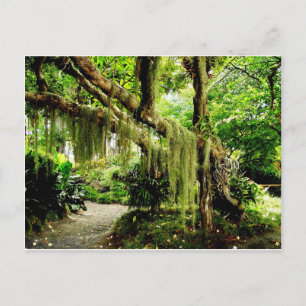 Grüner Moosbedeckter Baum Postkarte