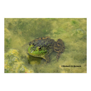 Grüner Ochsenfrosch Nahaufnahme-Fotovergrößerung Fotodruck