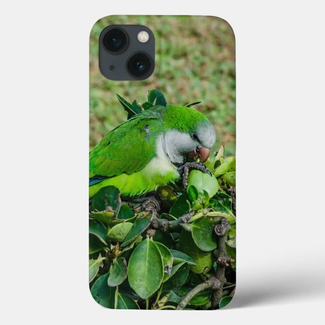 Grüner Papagei Case-Mate iPhone Hülle (Rückseite)
