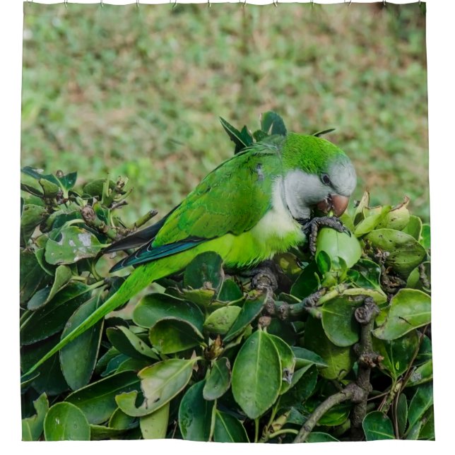 Grüner Papagei Duschvorhang (Vorderseite)