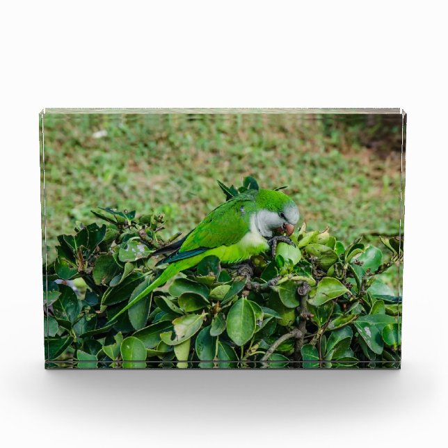 Grüner Papagei Fotoblock (Vorderseite)