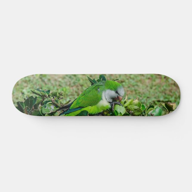 Grüner Papagei Skateboard (Horizontal)