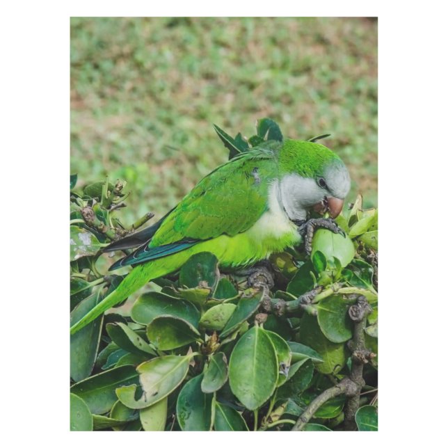Grüner Papagei Tischdecke (Vorderseite)