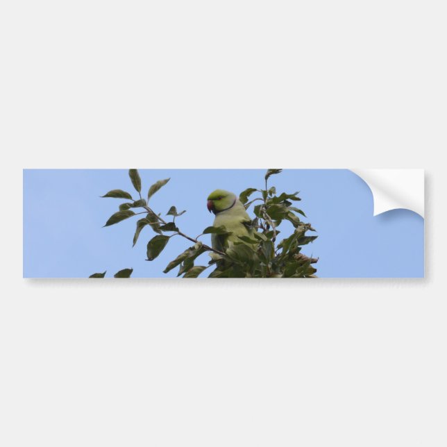 Grüner Paraketit Autoaufkleber (Vorne)