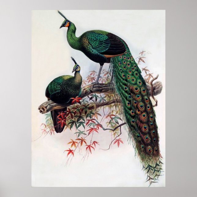Grüner Pfau, Pavo muticus, 1872 Monografie von Pha Poster (Vorne)