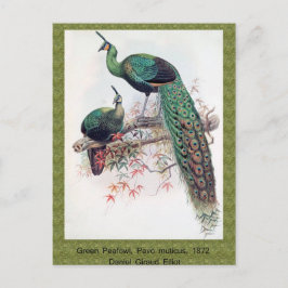 Grüner Pfau, Pavo muticus, 1872 Monografie von Pha Postkarte
