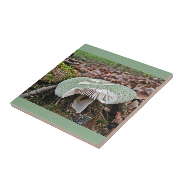 Grüner Pilz - Russula crusosa Fliese (Seite)