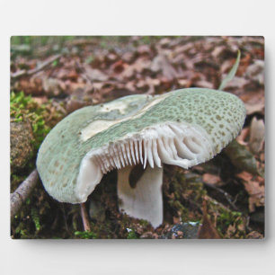 Grüner Pilz - Russula crusosa Fotoplatte