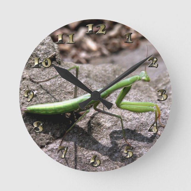 Grüner Preying Mantis auf einem Felsen Runde Wanduhr (Vorderseite)