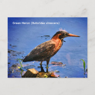 Grüner Reiher (Butorides virescens) Postkarte